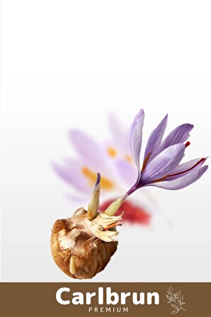 Premium Özel Dikime Hazır Yerli Üretim Büyük Boy 1. Kalite Safranbolu Safran Bitkisi Soğanı - 3 Adet