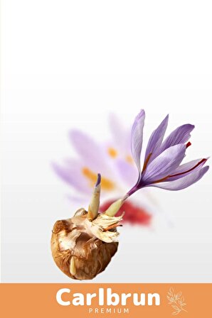 Premium Özel Dikime Hazır Yerli Üretim Büyük Boy 1. Kalite Safranbolu Safran Bitkisi Soğanı - 5 Adet
