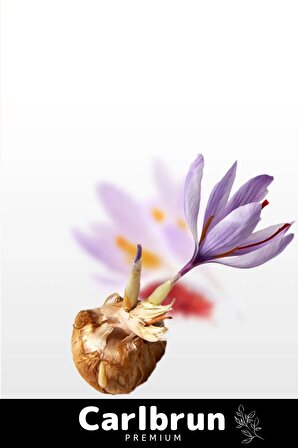 Premium Özel Dikime Hazır Yerli Üretim Büyük Boy 1. Kalite Safranbolu Safran Bitkisi Soğanı 100 Adet