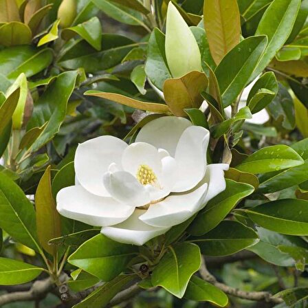 Manolya (Magnolia) Fıdanı 90-120 Cm. Tüplü 12 Ay Dikilebilir