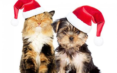 Max Kedilere Uygun Noel Şapkası S