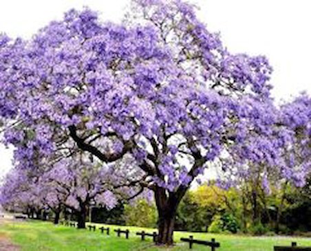 Dünya'nın En Hızlı Büyüyen Ağacı Paulownia Fidanı