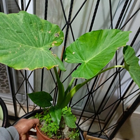 Anthurium alacasia fil kulağı ( 40/60 cm)