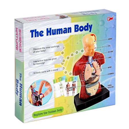 Human BODY - Vücut Maketli Eğitici Oyuncak Doktor SETİ