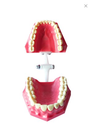 Fantom Diş Çene 32 Dişli Diş Hekimliği Fakültesi Öğrencileri Eğitimi Için