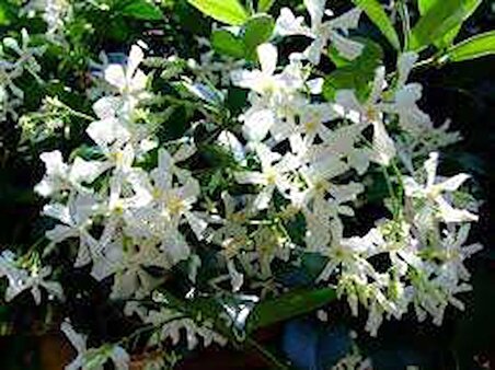 2 Adet Kokulu Beyaz Yasemin Çiçeği Fidanı(70 Cm)