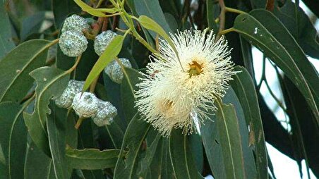 2 Adet Tüplü Hızlı Büyüyen Okaliptus Ağacı Fidanı(bataklık Kurutan)