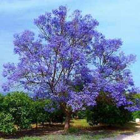 Tüplü Mor Çiçekli Jakaranda Ağacı Fidanı(1m İle 1.5m )
