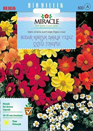 Karışık Renkli Bodur Mignon Dahlia Çiçeği Tohumu (80 Tohum)