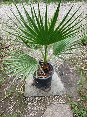 TROPİKAL Palmiye Ağacı Fidanı 30-50 Cm