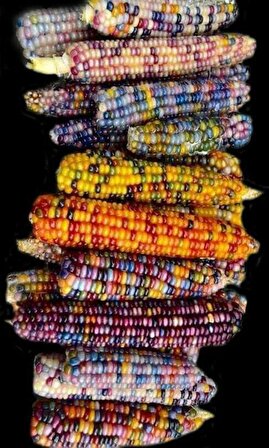 Renkli mısır tohumu 100 adet