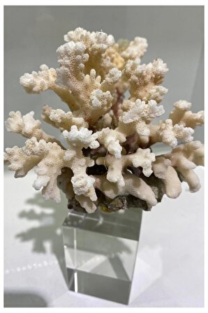 Doğal Mercan Krem Kristal Ayaklı Dekoratif Obje