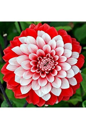 Kırmızı Beyaz Dahlia Yıldız Çiçek Soganı 2 Adet