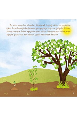 Ağaç Nasıl Oluşur - Oluşum Hikâyeleri - Okul Öncesi Kitabı