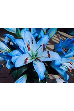 2 Adet Lilyum Zambak Çiçek Soğanı-mavi