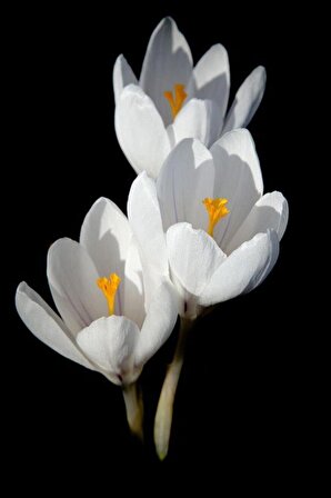 4 Adet Beyaz Çiğdem Çiçek Soğanı