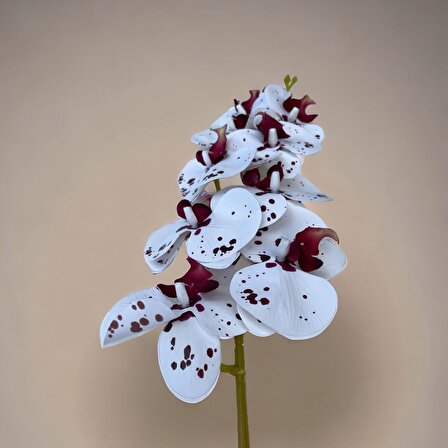 Yapay Orkide 85 Cm Beyaz Bordo, Bakım Gerektirmeyen Gerçek Görünümlü Orkide