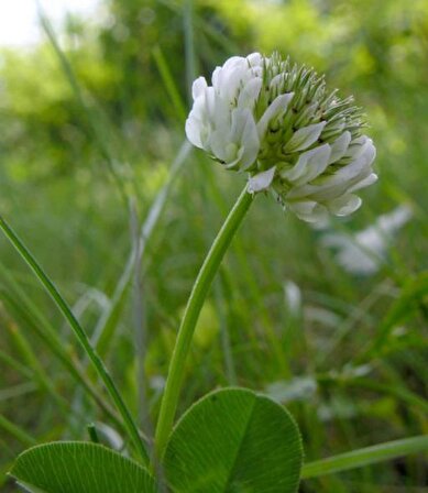 Üçgül Tohumu 1 Kg- Süs Yoncası ( Trifolium Repens )