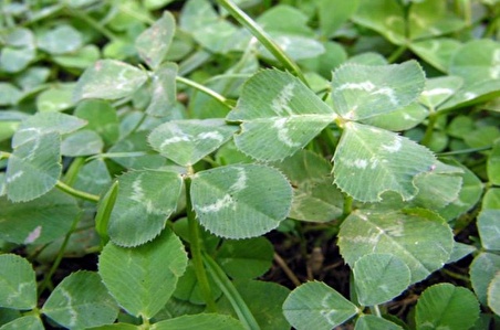 Üçgül Tohumu 1 Kg- Süs Yoncası ( Trifolium Repens )