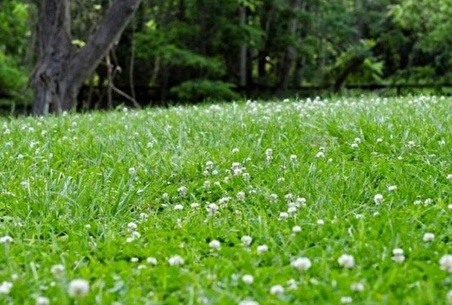 Üçgül Tohumu 1 Kg- Süs Yoncası ( Trifolium Repens )