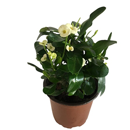 Dikenler Tacı Euphorbia Milli (Beyaz Renk)