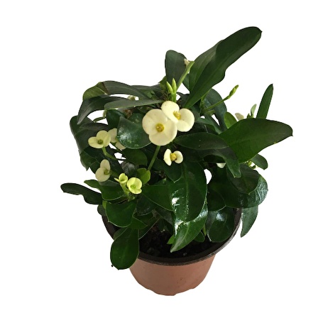 Dikenler Tacı Euphorbia Milli (Beyaz Renk)