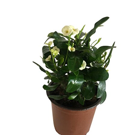 Dikenler Tacı Euphorbia Milli (Beyaz Renk)