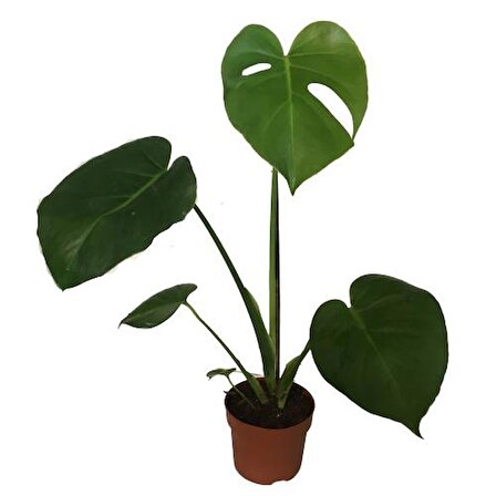 Monstera Deliciosa Deve Tabanı 60-70 cm TEK KÖKLÜ