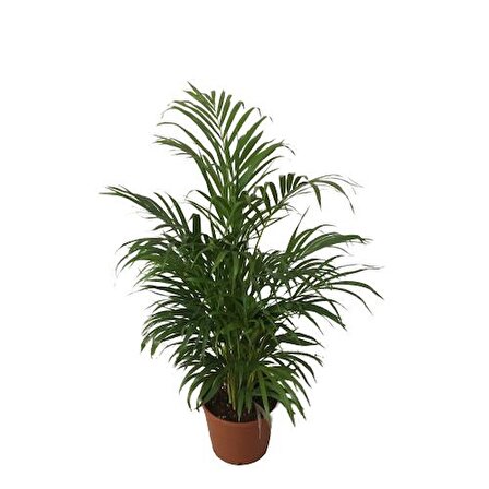 AREKA PALMİYESİ - ARECA DYPSİS LUTESCENS 110-120 CM