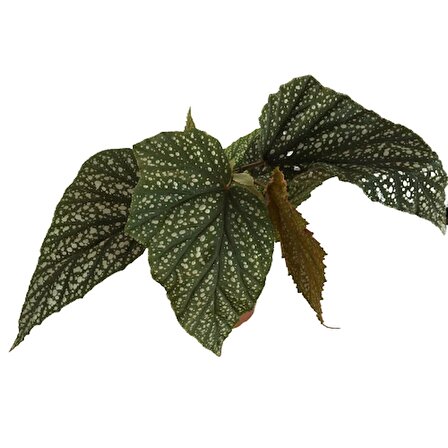 Çilli Begonya Çiçeği - Begonia Aconitifolia - Melek Kanadı (30-35