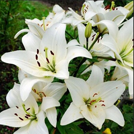 Lily Oriental White Kokulu Beyaz Çiçekli Zambak Soğanı  (1 Aadet )