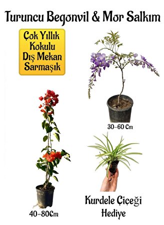 Turuncu Begonvil Çiçeği+Mor Salkım Ağacı Fidanı Kurdele Çiçeği Hediyeli Bahçe Peyzaj Seti