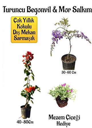 Turuncu Begonvil Çiçeği+Mor Salkım Ağacı Fidanı Mezem Çiçeği Hediyeli Bahçe Peyzaj Seti