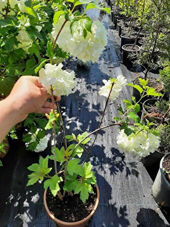 Kokulu Kartopu Çiçeği+Mor Salkım Ağacı Fidanı Kurdele Çiçeği Hediyeli Peyzaj Seti