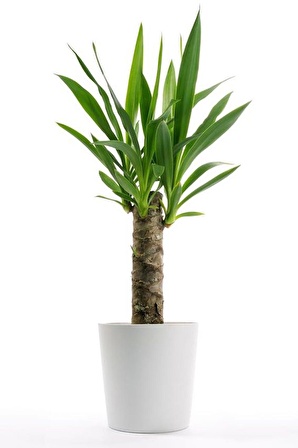 Yucca Dracena Tek Köklü Dekoratif Beyaz Saksılı İç Mekan Bitkisi Ofis Bitkisi