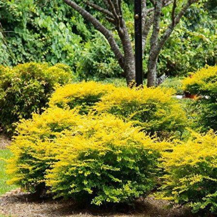 Sarı renkli çit bitkisi Altuni Goldrider Leylandi fidanı 40 60 cm boylarında tüplü
