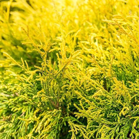 Sarı renkli çit bitkisi Altuni Goldrider Leylandi fidanı 40 60 cm boylarında tüplü