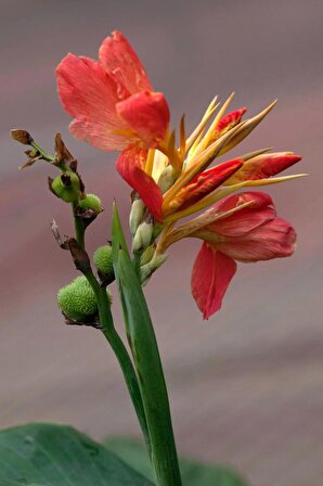 Canna Indica - Kana Zambağı - Tespih Çiçeği 60 - 80 Cm