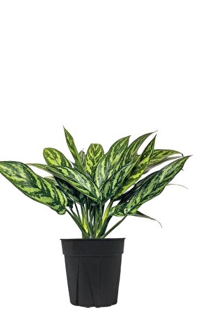 Chinese Evergreen - Aglaonema - Çin Herdemyeşili 20-30 cm