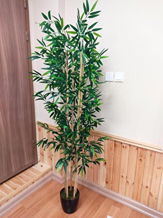 Lüks Bambu ağacı 5 gövdeli yoğun yapraklı siyah saksılı