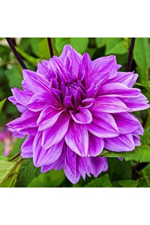Dev Yıldız Çiçeği Yıldız Soğanı Dahlia Lilac Time Soğanı 1 Adet  Boy 120 cm