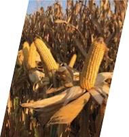 Dekalb 6897 Danelik Mısır Tohumu