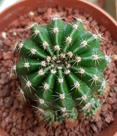 Kaynana Topuzu Kaktüs - Echinopsis Oxygona 9 Cm Saksıda