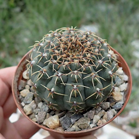 Gymnocalycium Quehlianum Kaktüs Tohumu 50 Adet + 8 cm Saksı ve Torf