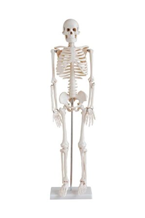 insan iskeleti modeli 45 cm