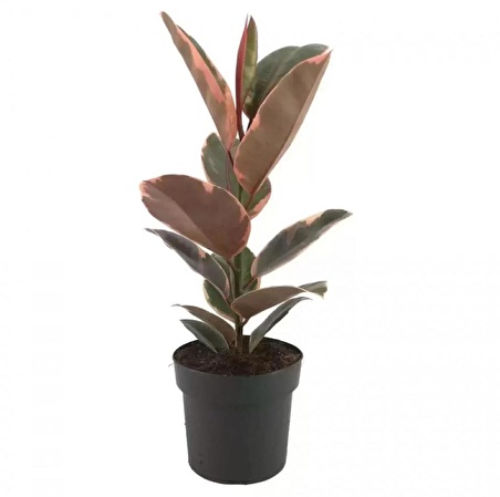 Ficus Elastica Belize - Kauçuk Bitkisi 60-80 cm