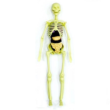 TWOX Nessiworld The Human Body İnsan Vücudu 3D Eğitim Seti 3302