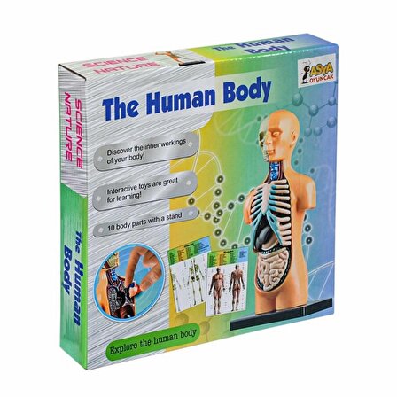 TWOX Nessiworld The Human Body İnsan Vücudu 3D Eğitim Seti 3305