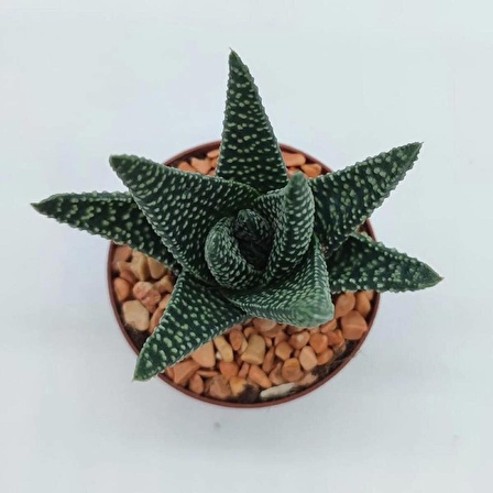 Haworthia - Zebra Sukulent 5.5 cm Plastik Saksıda