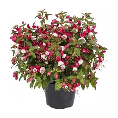 Küpe Küpeli Çiçeği Fidanı 5-15 Cm Fuchsia 